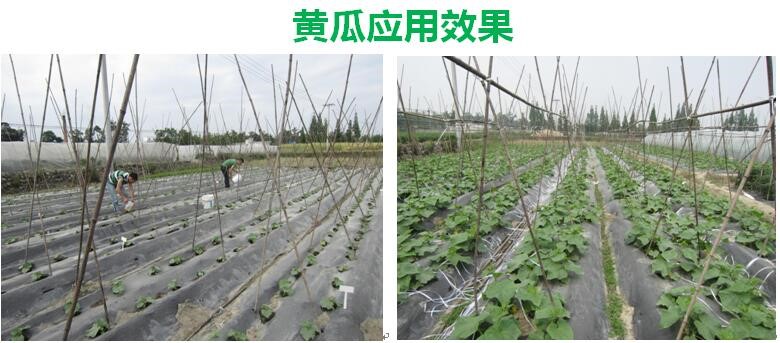 氨基寡糖素 - 植物的免疫衛(wèi)士，根結(jié)線蟲的克星