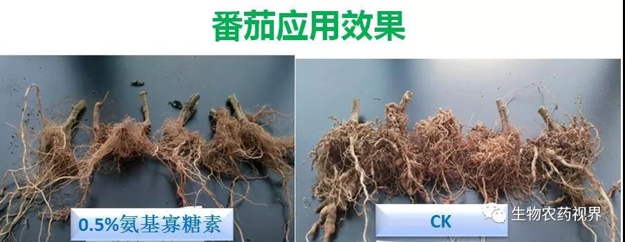 氨基寡糖素 - 植物的免疫衛(wèi)士，根結(jié)線蟲的克星