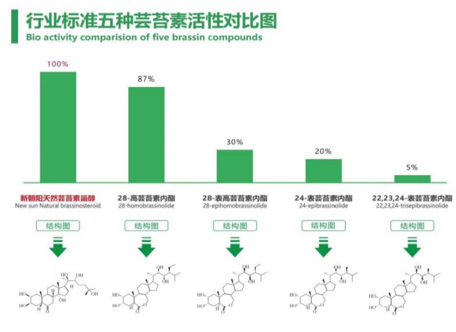 小麥拌種選新朝陽天然蕓苔素，讓小麥高產(chǎn)贏在起跑線上！（小麥在什么時候用蕓苔素效果最佳）