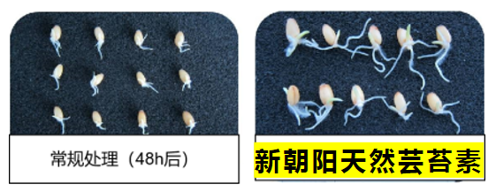 小麥拌種選新朝陽天然蕓苔素，讓小麥高產(chǎn)贏在起跑線上！（小麥在什么時候用蕓苔素效果最佳）