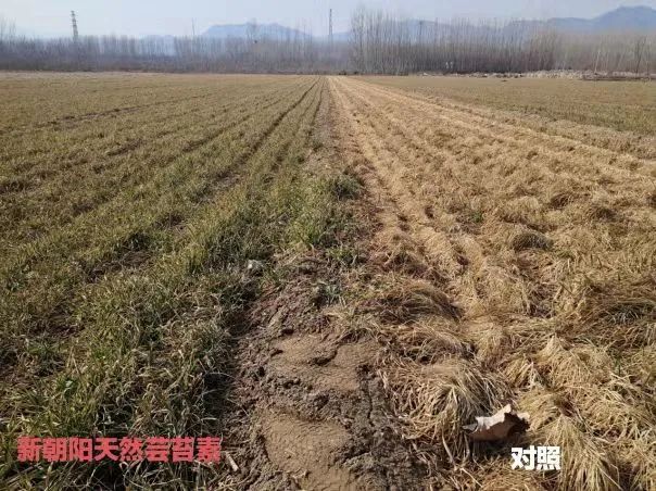 小麥拌種選新朝陽天然蕓苔素，讓小麥高產(chǎn)贏在起跑線上！（小麥在什么時候用蕓苔素效果最佳）