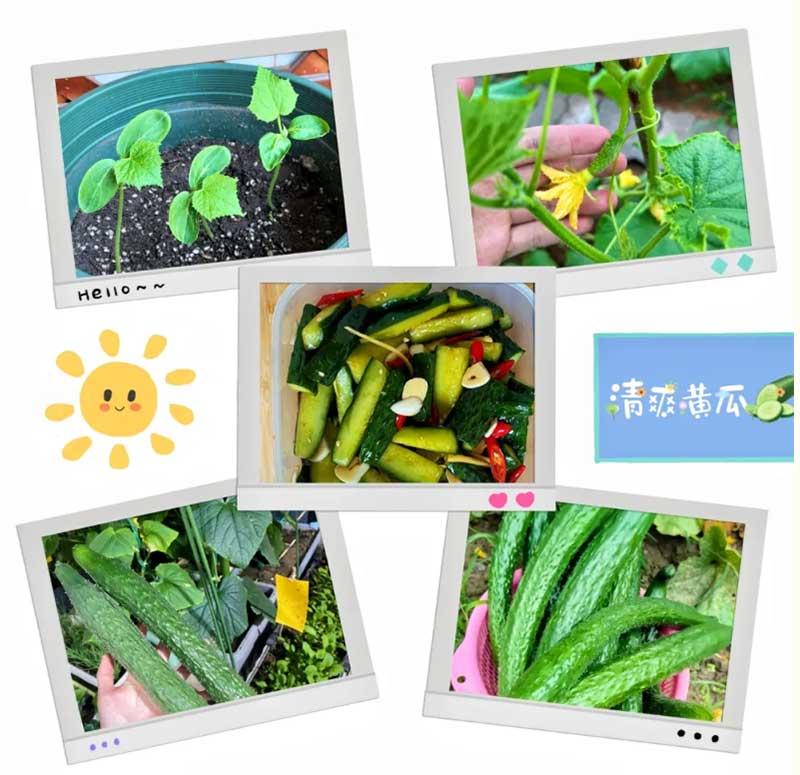 朝陽農(nóng)藝師系列活動(dòng)